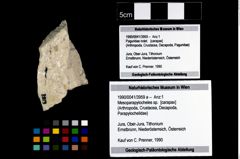 Foto (Objekt + Etikett) von Mesoparapylocheles sp.  (NHMW-GEO-1990-0041-3959a)